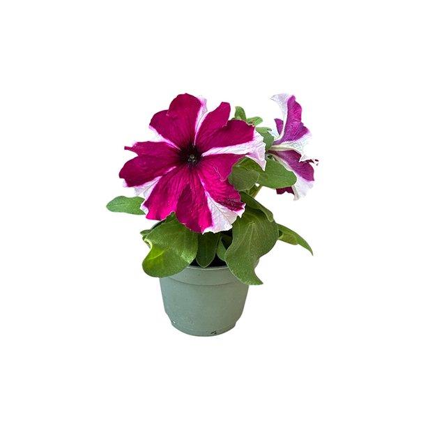 Petunia Pot 9cm